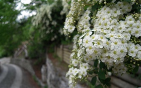 Blanc rosa multiflora fleurs