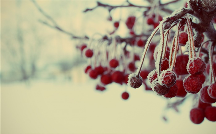 Hiver, baies rouges, de la neige, floue Fonds d'écran, image