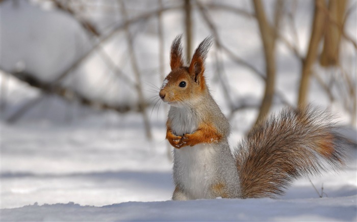 hiver écureuil Fonds d'écran, image