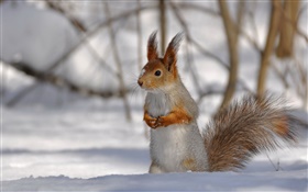 hiver écureuil HD Fonds d'écran