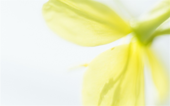 Pétales de fleurs jaunes close-up, floue Fonds d'écran, image