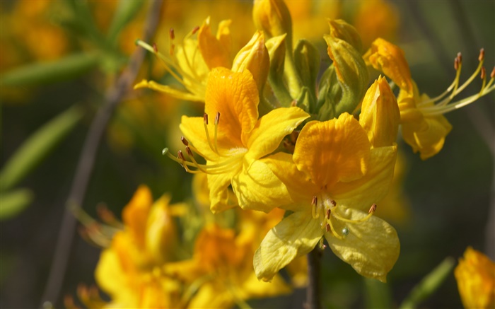 Fleurs jaune macro close-up Fonds d'écran, image
