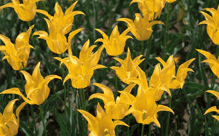 Fleurs jaunes, tulipes close-up Fonds d'écran, image