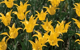 Fleurs jaunes, tulipes close-up