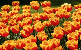 Jaunes fleurs de tulipes rouges