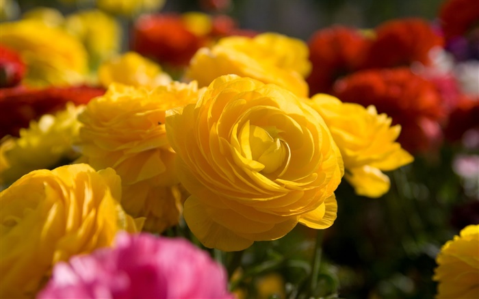 Jaune fleurs rose close-up Fonds d'écran, image