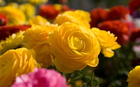 Jaune fleurs rose close-up HD Fonds d'écran