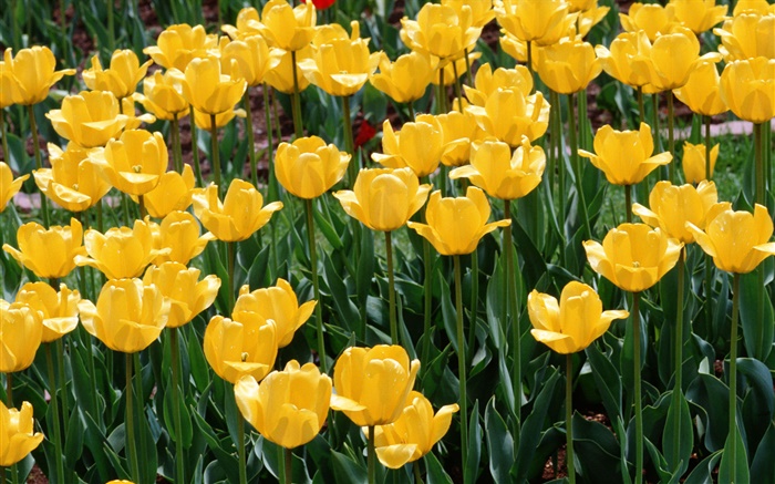 Tulipes jaunes, fleurs close-up Fonds d'écran, image