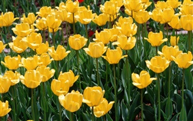 Tulipes jaunes, fleurs close-up HD Fonds d'écran
