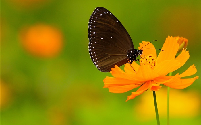 Papillon noir, fleur d'oranger Fonds d'écran, image