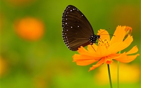 Papillon noir, fleur d'oranger HD Fonds d'écran