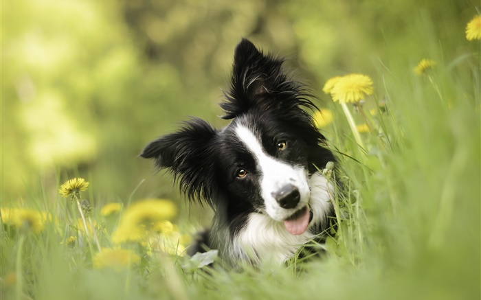 Border collie, chien, fleurs, de l'herbe Fonds d'écran, image