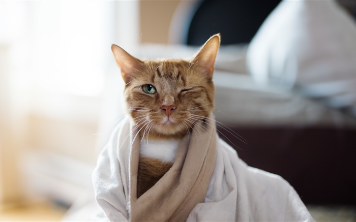 chat en pyjama Fonds d'écran, image
