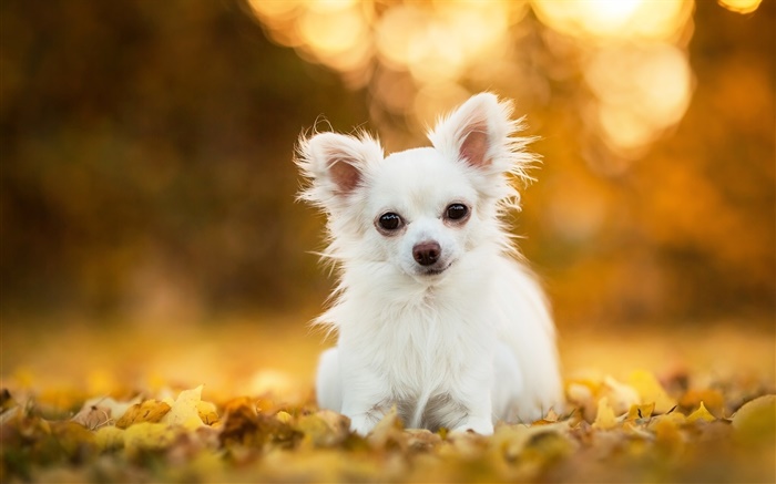 Chihuahua chien, chiot blanc, feuilles, bokeh Fonds d'écran, image