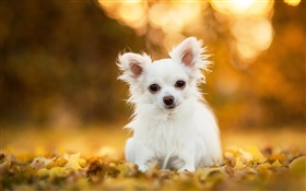 Chihuahua chien, chiot blanc, feuilles, bokeh
