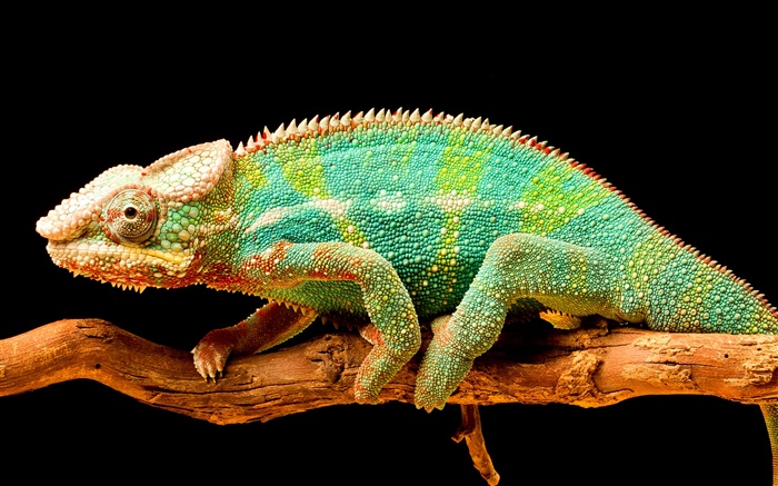 Colorful caméléon, reptile, fond noir Fonds d'écran, image