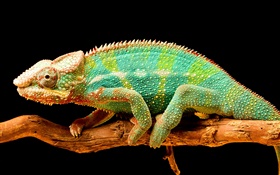 Colorful caméléon, reptile, fond noir HD Fonds d'écran