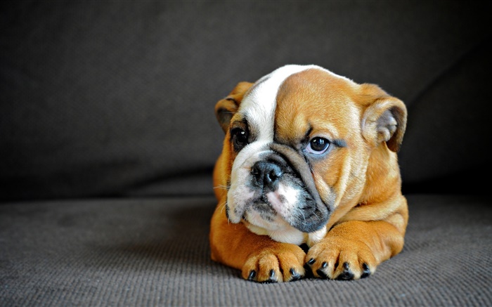 Bulldog anglais mignon, chiot Fonds d'écran, image
