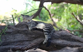 Mignon chaton sommeil, le repos, arbre HD Fonds d'écran