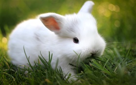 Lapin blanc mignon dans l'herbe