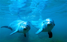 Dolphins en couple, mer, sous-marine HD Fonds d'écran