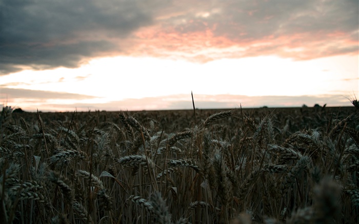 Soirée, champ de blé, la récolte Fonds d'écran, image