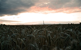 Soirée, champ de blé, la récolte