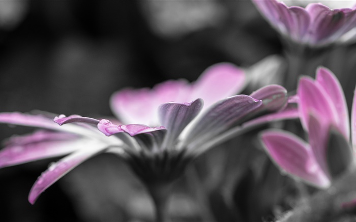 Fleur close-up, pétales, rosée, gouttes d'eau Fonds d'écran, image
