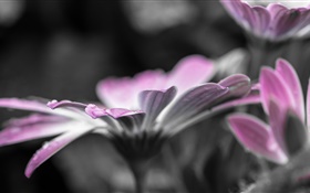 Fleur close-up, pétales, rosée, gouttes d'eau HD Fonds d'écran