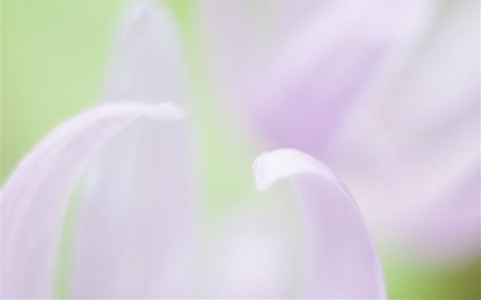 Des pétales de fleurs en gros plan, arrière-plan flou Fonds d'écran, image