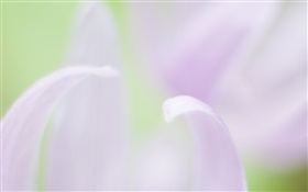 Des pétales de fleurs en gros plan, arrière-plan flou HD Fonds d'écran