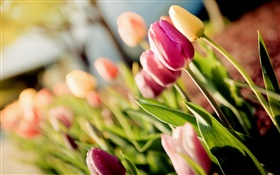 Fleurs, tulipes, pourpre, jaune, bokeh HD Fonds d'écran
