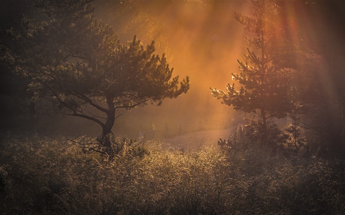 Forêt, le matin, la lumière, l'herbe, l'aube Fonds d'écran, image