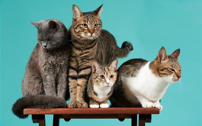 Quatre chats, fond vert Fonds d'écran, image
