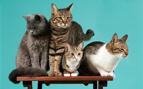 Quatre chats, fond vert HD Fonds d'écran