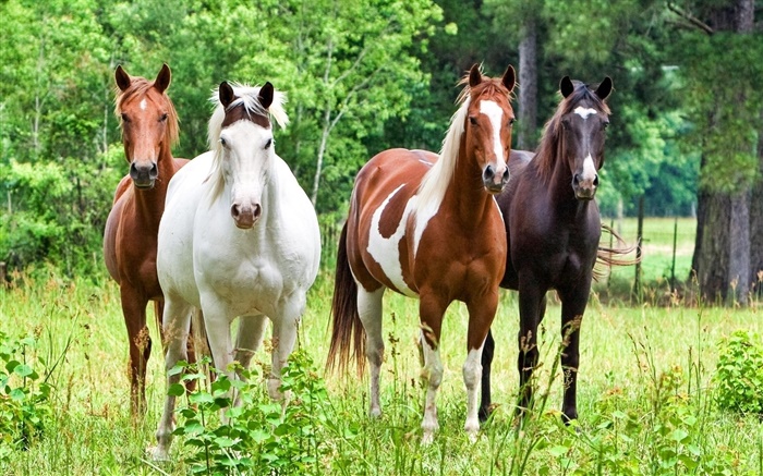 Quatre chevaux, herbe Fonds d'écran, image