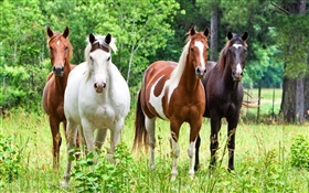 Quatre chevaux, herbe HD Fonds d'écran