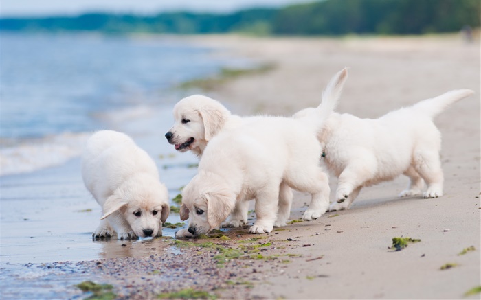 Quatre chiens blancs, jouer, plage Fonds d'écran, image