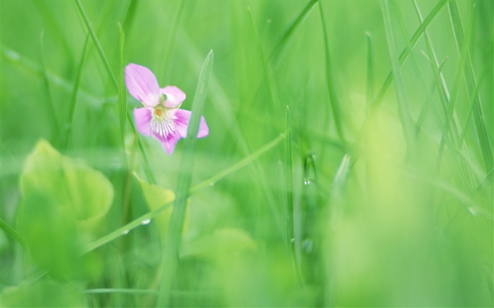 L'herbe verte, fleur pourpre, rosée Fonds d'écran, image