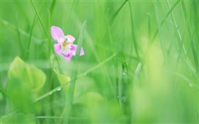 L'herbe verte, fleur pourpre, rosée HD Fonds d'écran