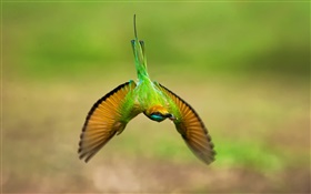 vol colibri, ailes