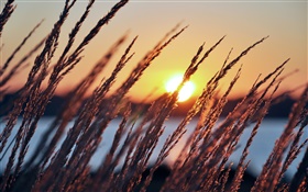 Matin, soleil, aube, des plantes, de l'herbe, la rivière, le lever du soleil HD Fonds d'écran