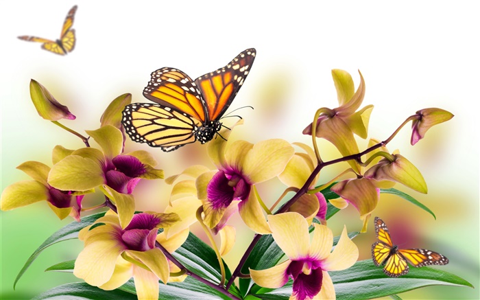 Orchidée, fleurs, feuilles, pétales, papillon Fonds d'écran, image