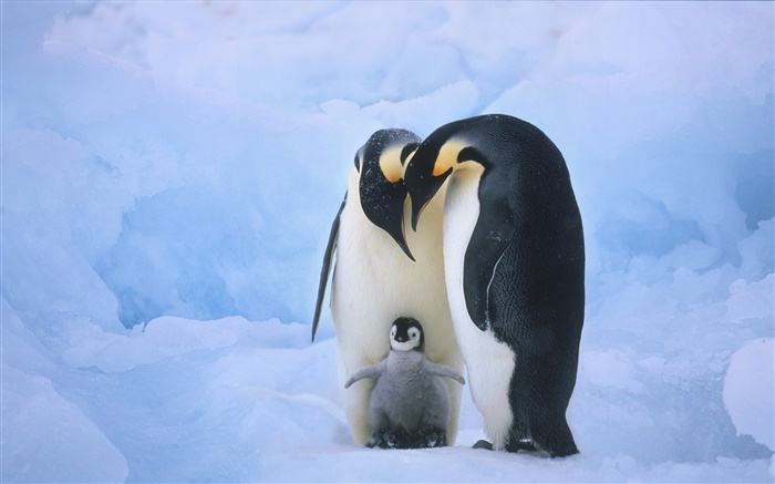 famille Penguins Fonds d'écran, image