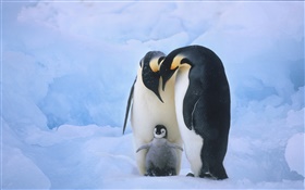 famille Penguins HD Fonds d'écran