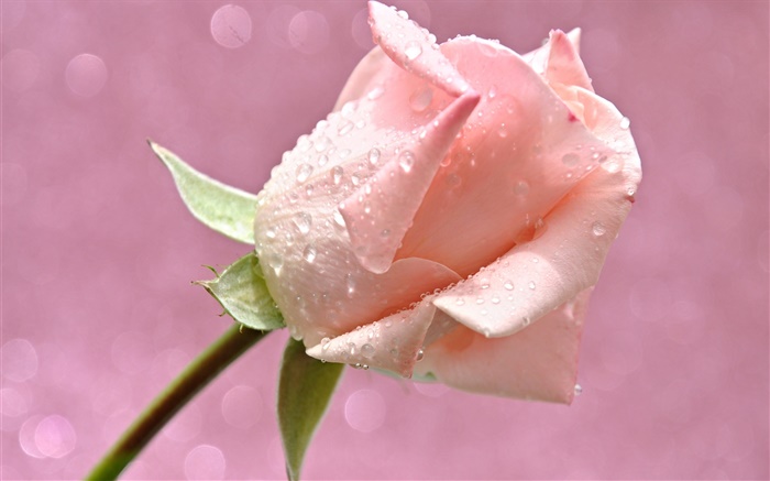Rose fleur, gouttes d'eau, de rosée Fonds d'écran, image