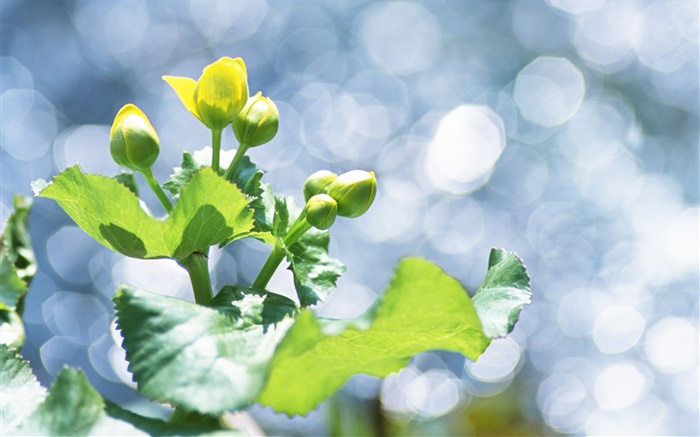 Plantes close-up, boutons de fleurs jaunes, les reflets Fonds d'écran, image