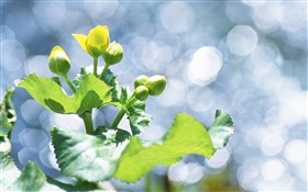 Plantes close-up, boutons de fleurs jaunes, les reflets