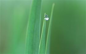 Feuilles pointues, de l'herbe, des gouttes d'eau close-up HD Fonds d'écran