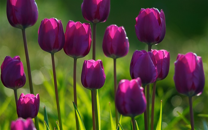 Fleurs pourpres, tulipes, de l'herbe, l'été Fonds d'écran, image